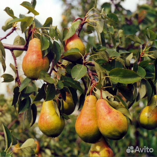 Груша. Саженцы