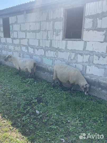 Овцы на развод и мясо