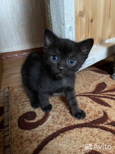 Котята