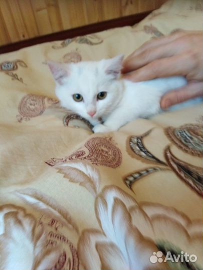 Котенок в добрые ручки