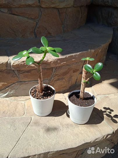 Суккуленты. Крассула: Овата Минор (денежное древо)