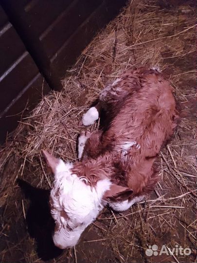 Телка новорожденная