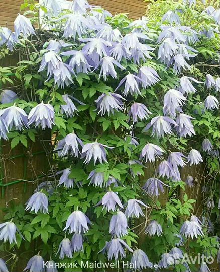 Княжики (клематисы)