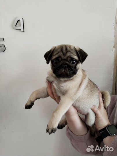 Мопс щенок