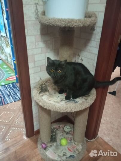 Кот бесплатно