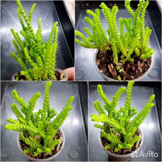 Суккуленты. Крассулы