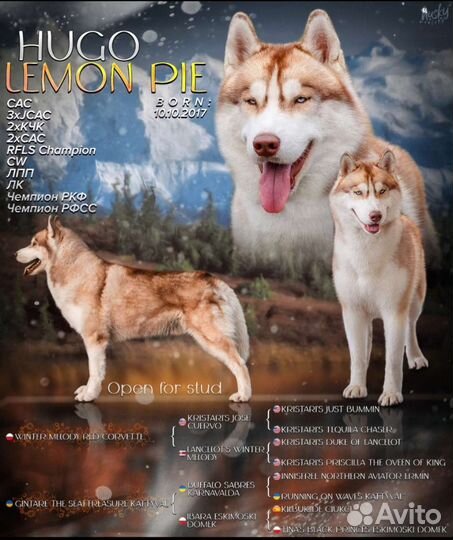 Сибирский Хаски вязка