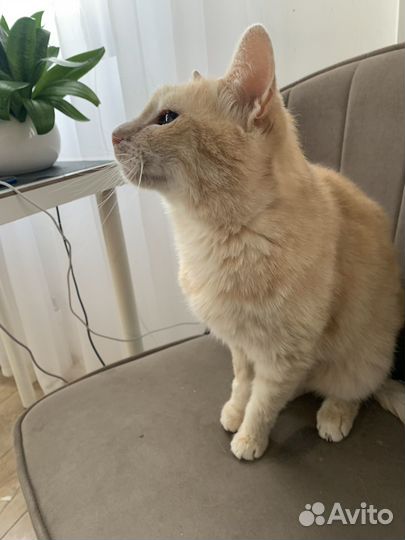 Кот в добрые руки