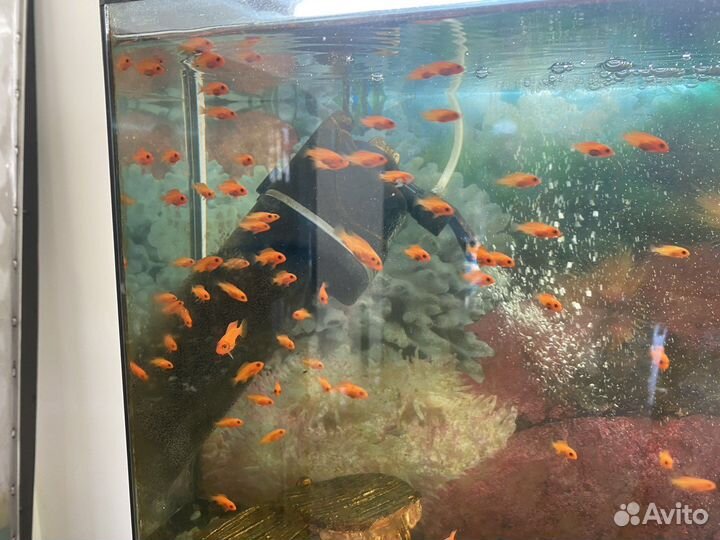 Мальки Цихлид