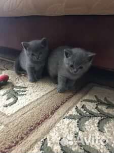 Котики британцы