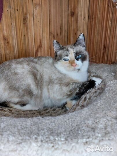 Кошка 2года