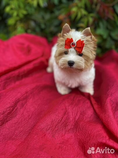 Голддаст йорк не мальтипу