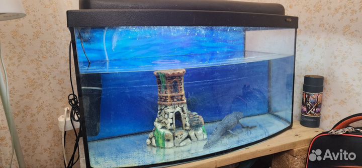 Аксолотль с аквариумом и тумбой