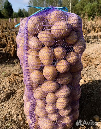 Картофель оптом от 3 т