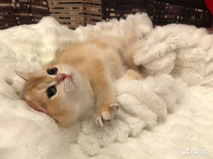 Клубные шотландцы золотого окраса