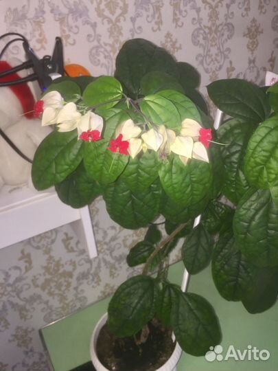 Клеродендрум госпожи томпсон