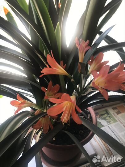 Гиппиаструм