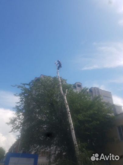 Спил деревьев