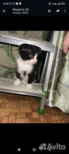 Кошки в добрые руки бесплатно