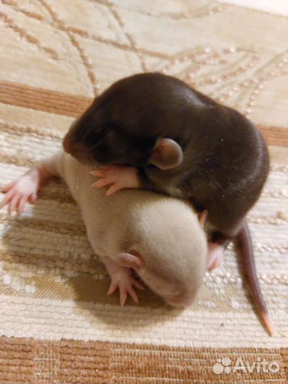 Крысята дамбо