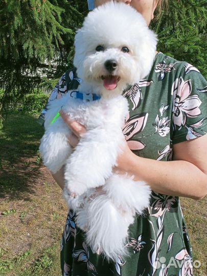 Девочка бишоночка