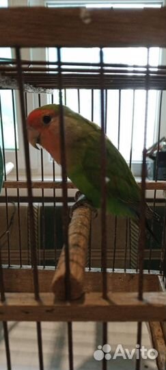 Попугай неразлучники с клеткой