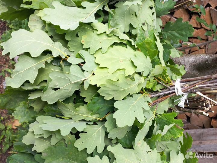 Дубовые веники для бани