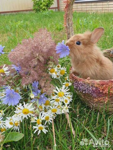 Декоративный карликовый кролик объявление продам