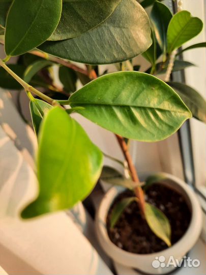 Фикус микрокарпа мокламе