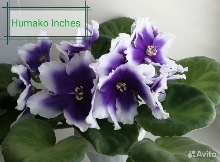 Сортовые фиалки