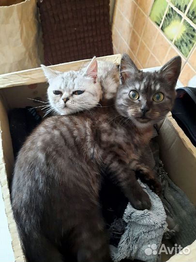 Кошка в дар
