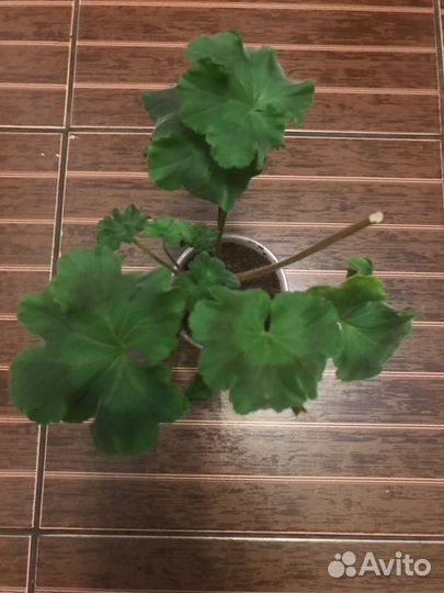 Пеларгония герань Эрик Дракон и Розы