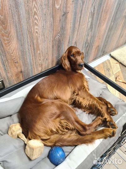 Гостиница для животных