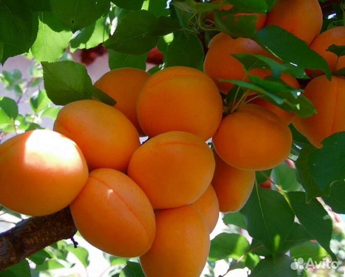 Саженцы Абрикоса Колоновидного 