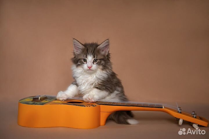 Норвежские лесные котята