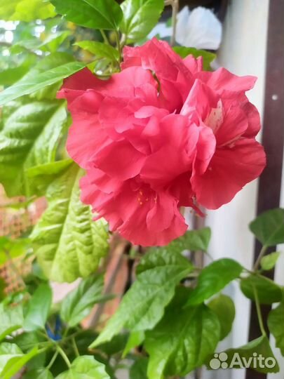 Гибискус китайская роза