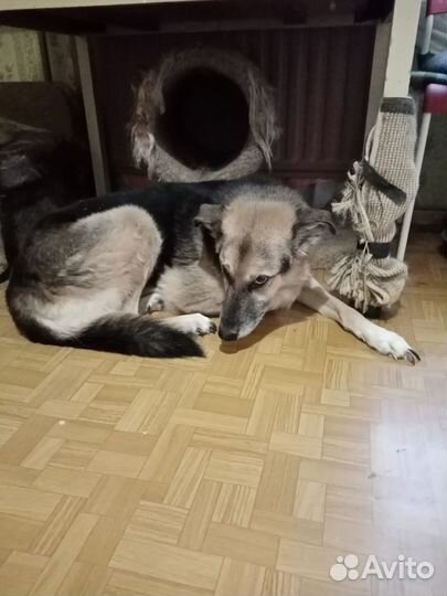 Мухтару грозит усыпление нужна передержка дом