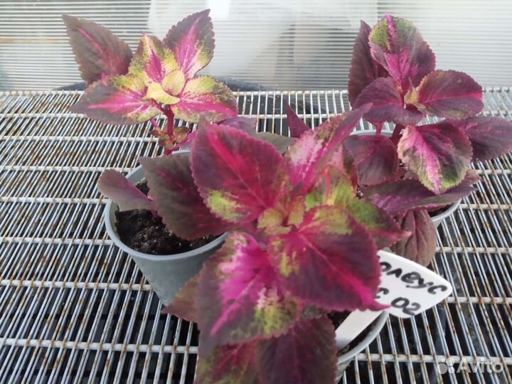 Колеус Плектрантус Ирезине вегетка