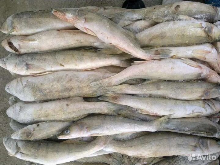 Рыба сазан, карп, судак, лещ