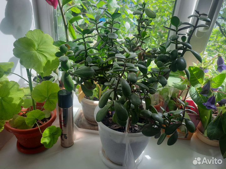 Комнатные растения цветы