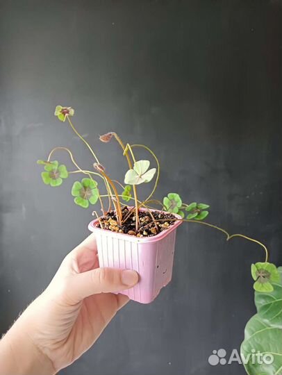 Оксалис, Церопегия, Ледебурия, Аглаонема, Лавр