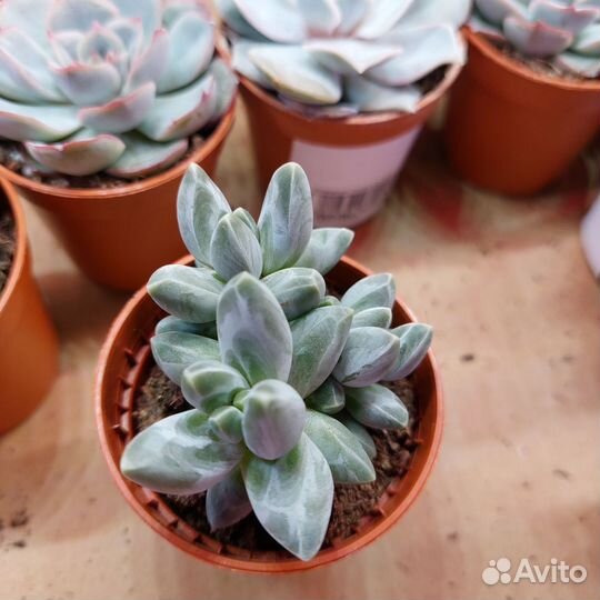 Яркие суккуленты