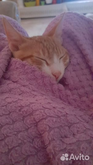 Котёнок 4 месяца