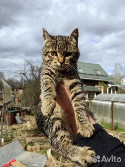 Домашняя кошка