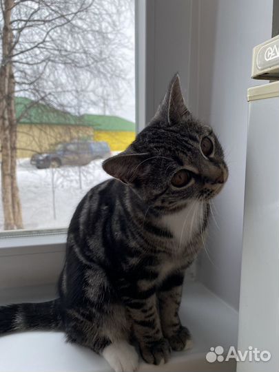 Кошечка на вязку