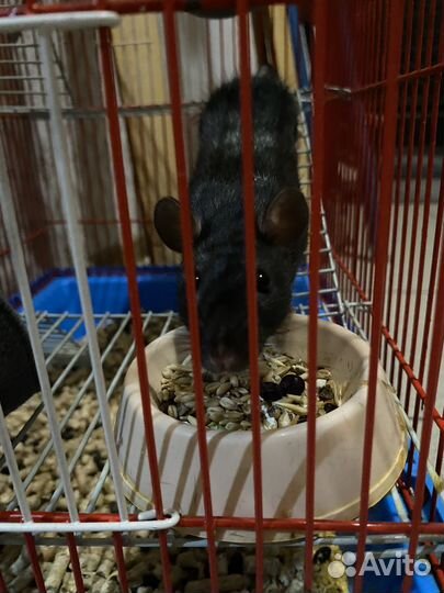 Крыса с клеткой