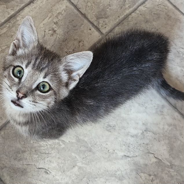 Котёнок в добрые руки