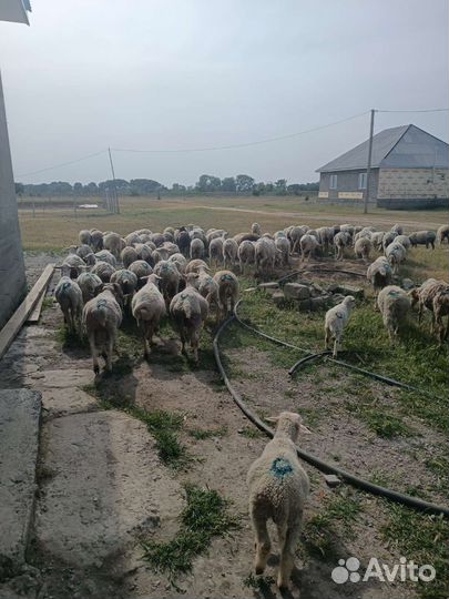Овцы бараны