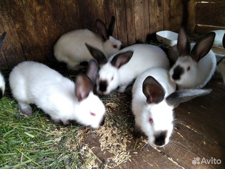 Калифорнийские кролики
