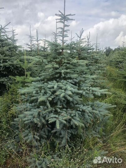 Ель Голубая